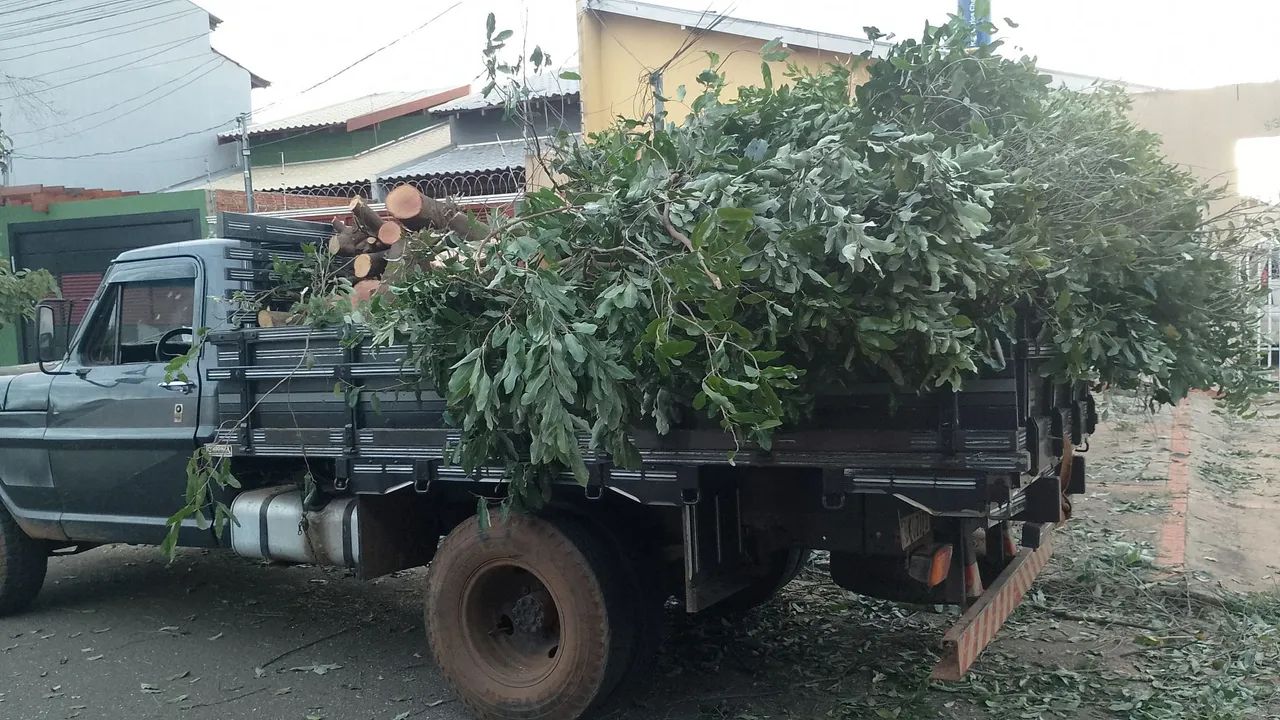 Poda de árvore limpeza de terreno  - Foto 3
