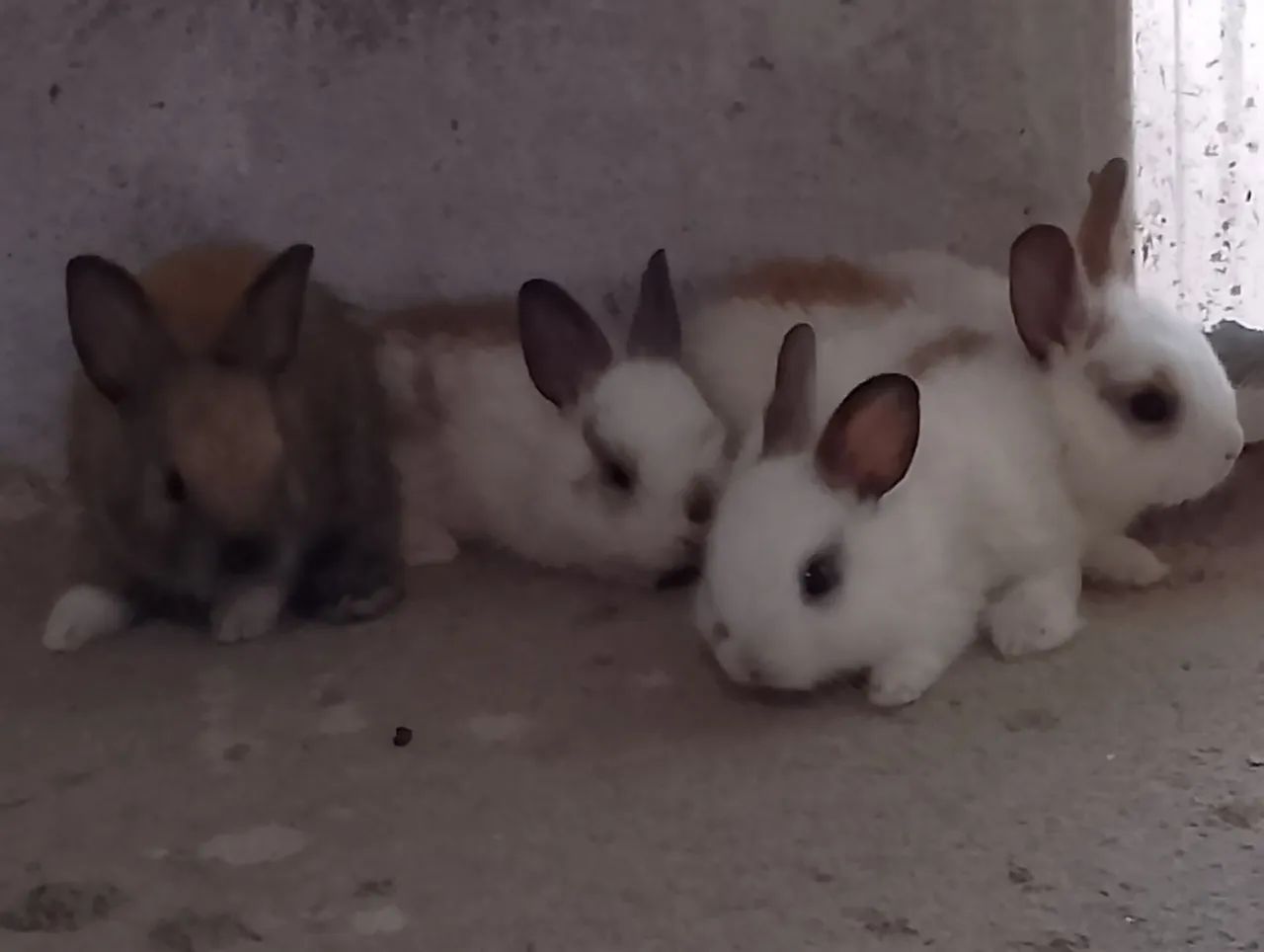 Lindos filhotes de coelhos - Foto 5