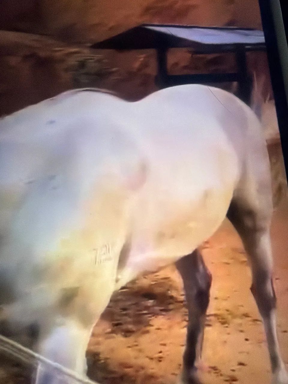 Cavalo manga larga 