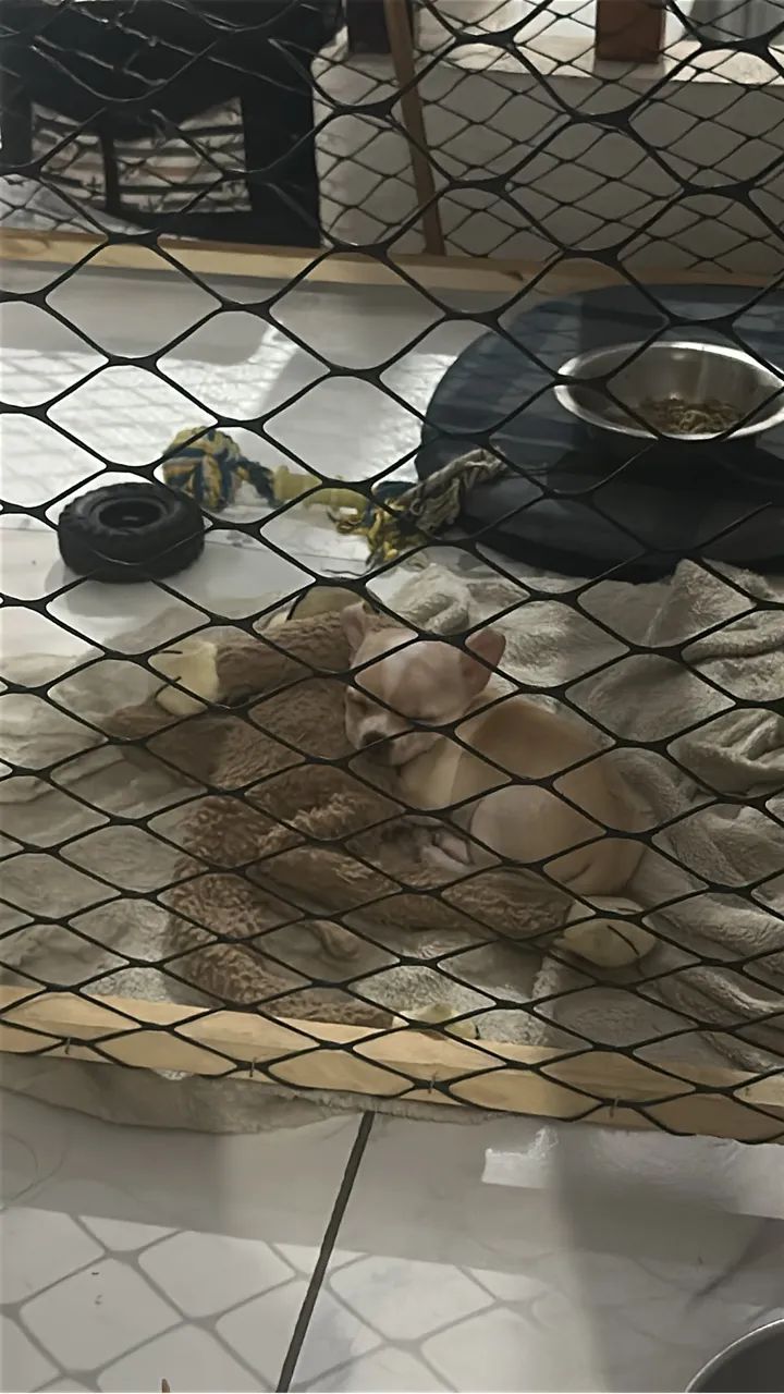Chihuahua  - Foto 4