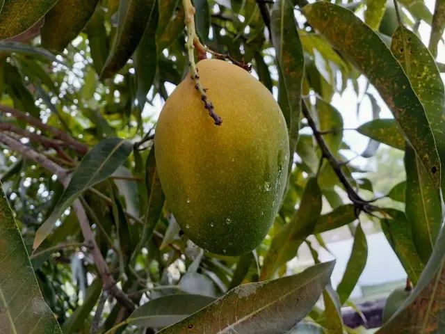 Vende-se manga espada