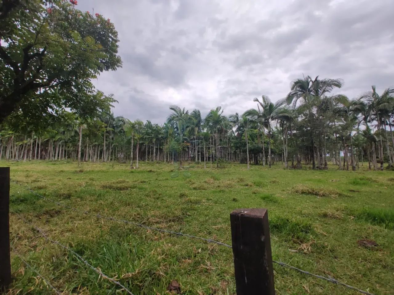 EXCELENTE SÍTIO EM SANTA RITA PASSA QUATRO - Foto 5