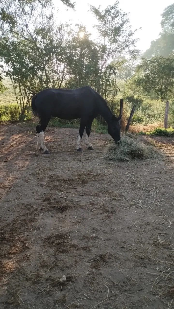 Cavalo dócil e domado