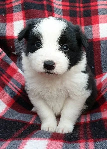 Border Collie - Foto 2