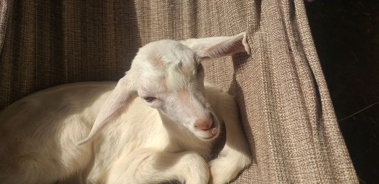 Cabrito Saanen - Foto 2