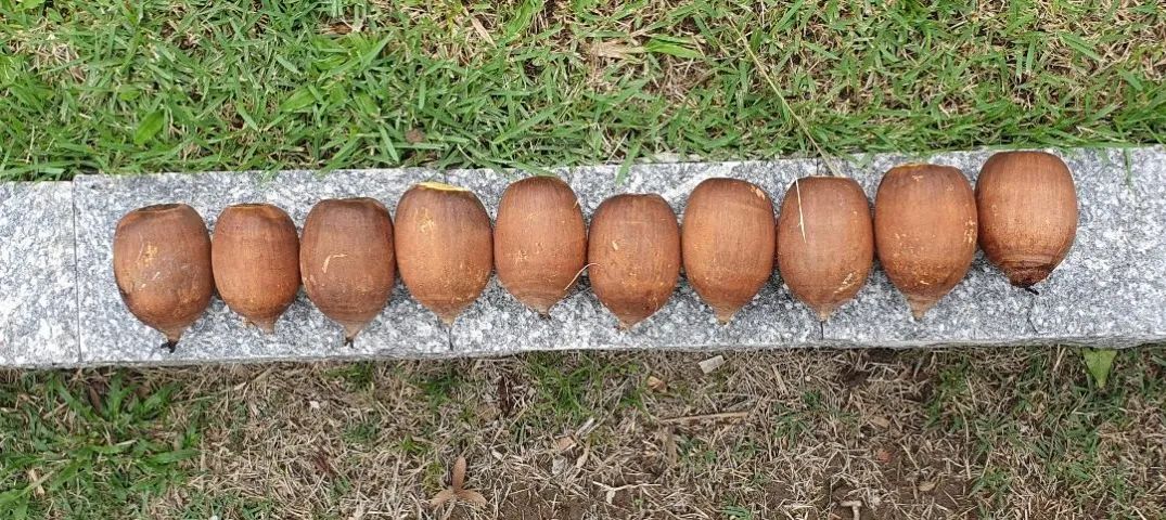 Coco da Palmeira Babaçu