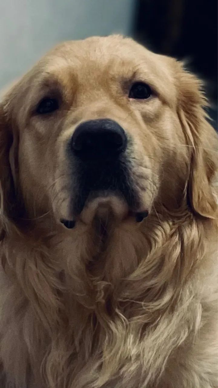 Filhotes de golden retriever - Foto 4
