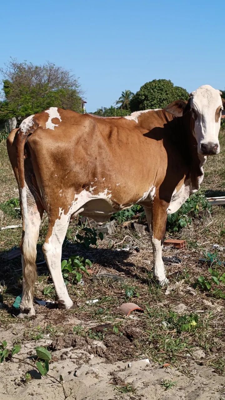 VACA PARIDA DE 45 DIAS - Foto 4