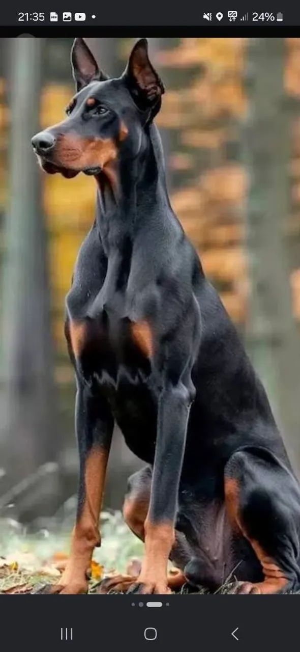 Serviços de aluguel de Cães de Guarda!  - Foto 2