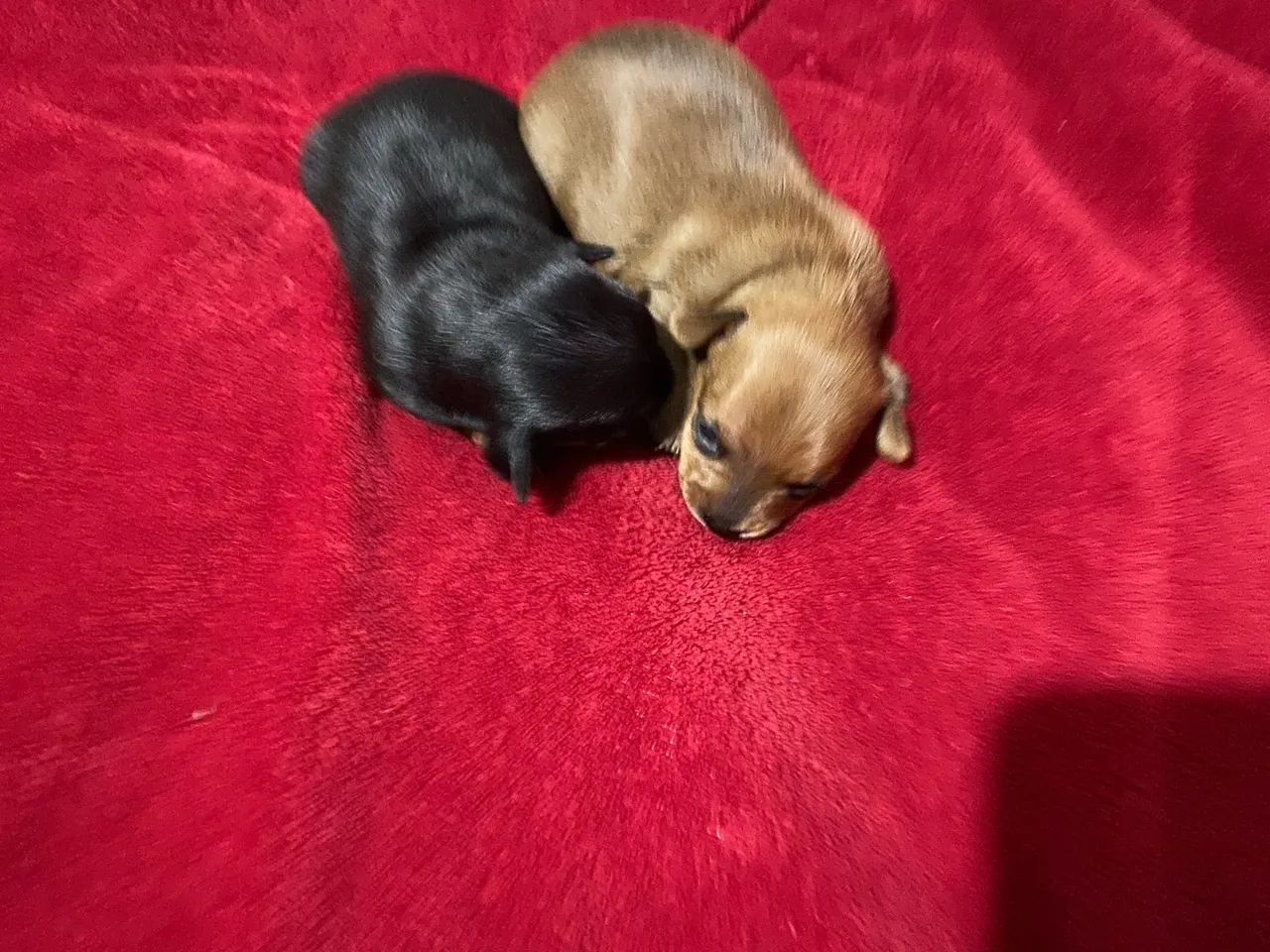 Pinscher 0 - Foto 3