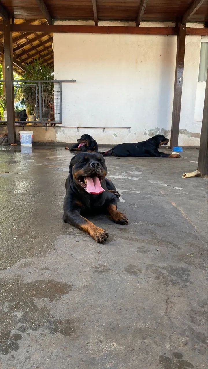 Rottweiler macho  - Foto 2