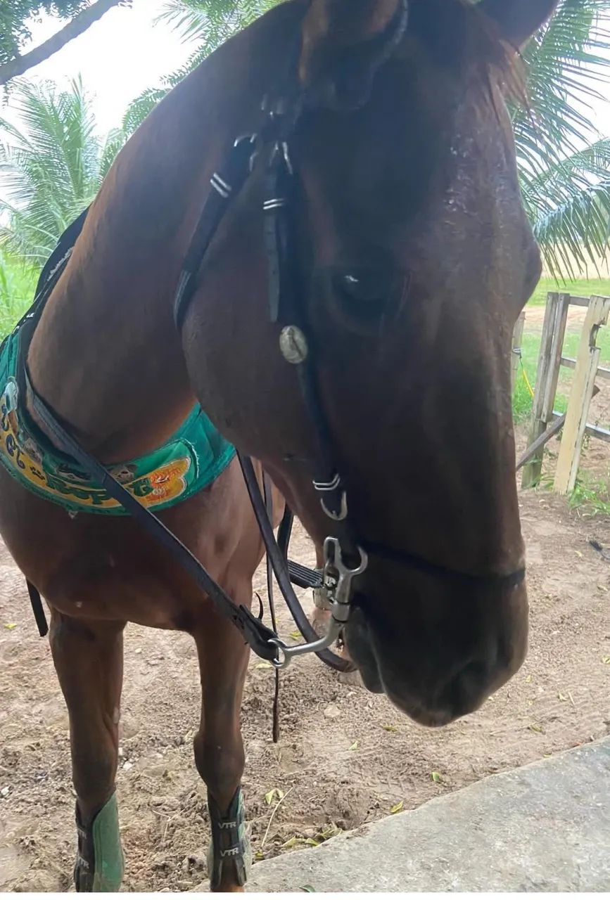 Égua de direita  - Foto 5