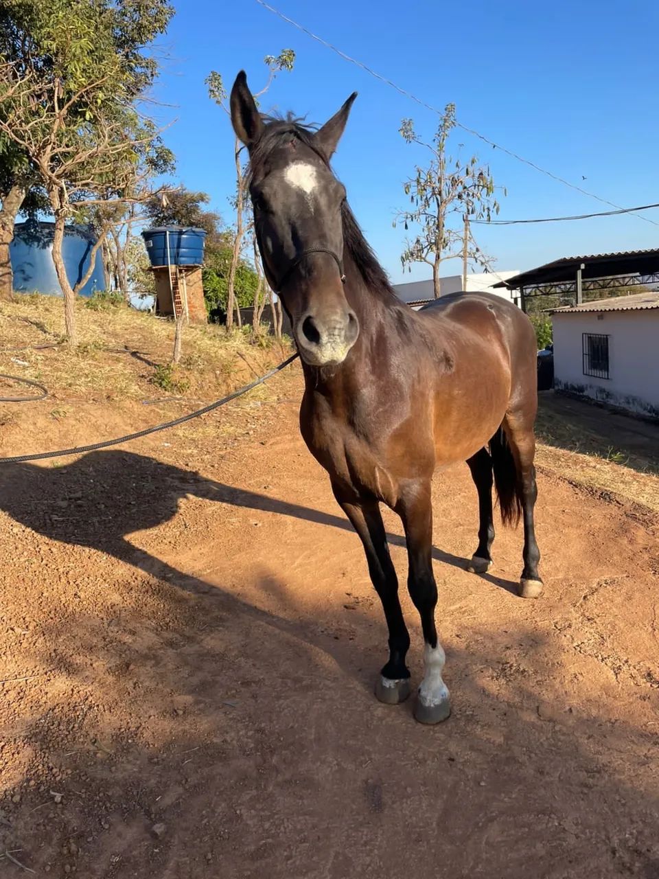 Cavalo marchador  - Foto 4