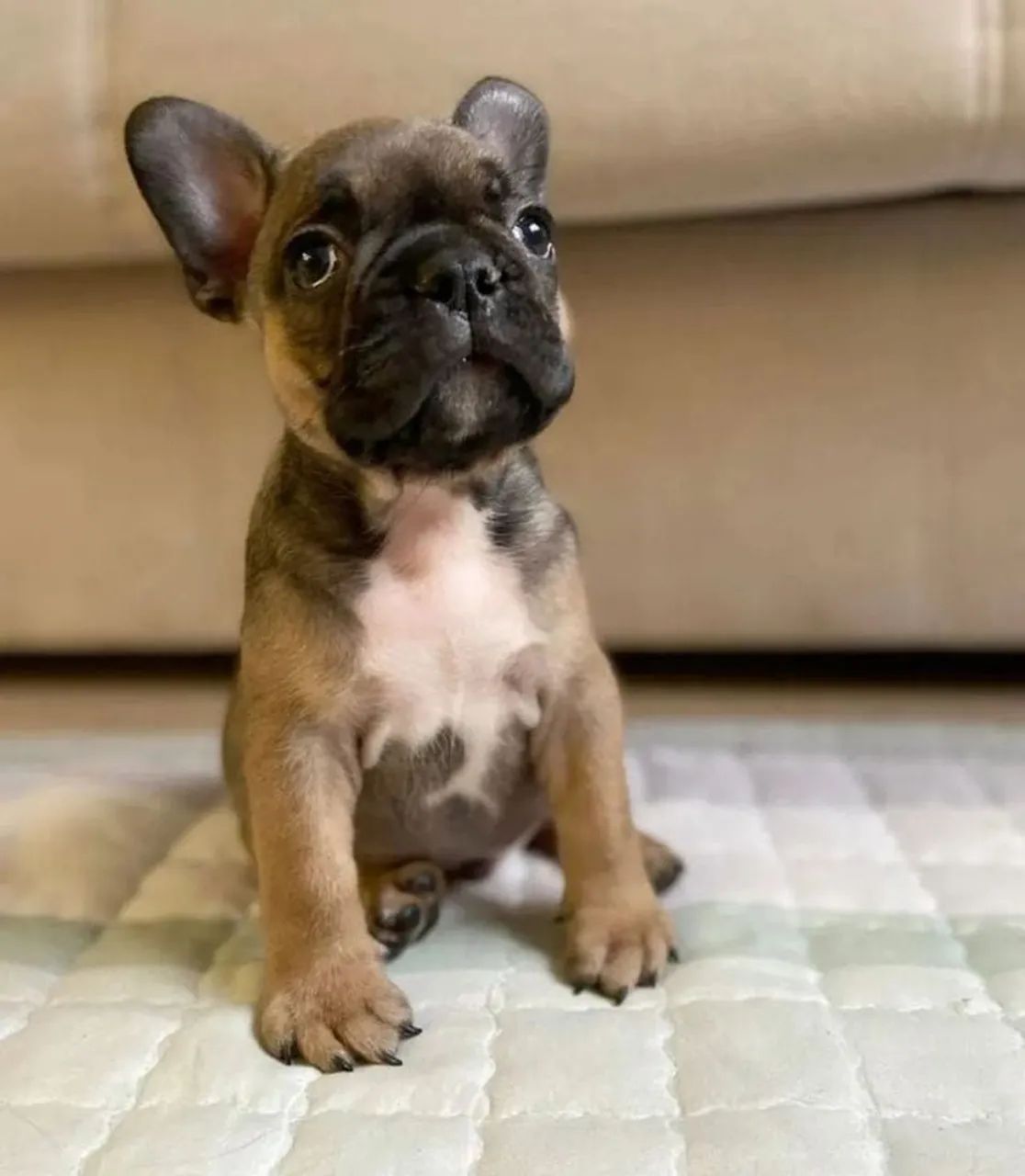 Bulldog