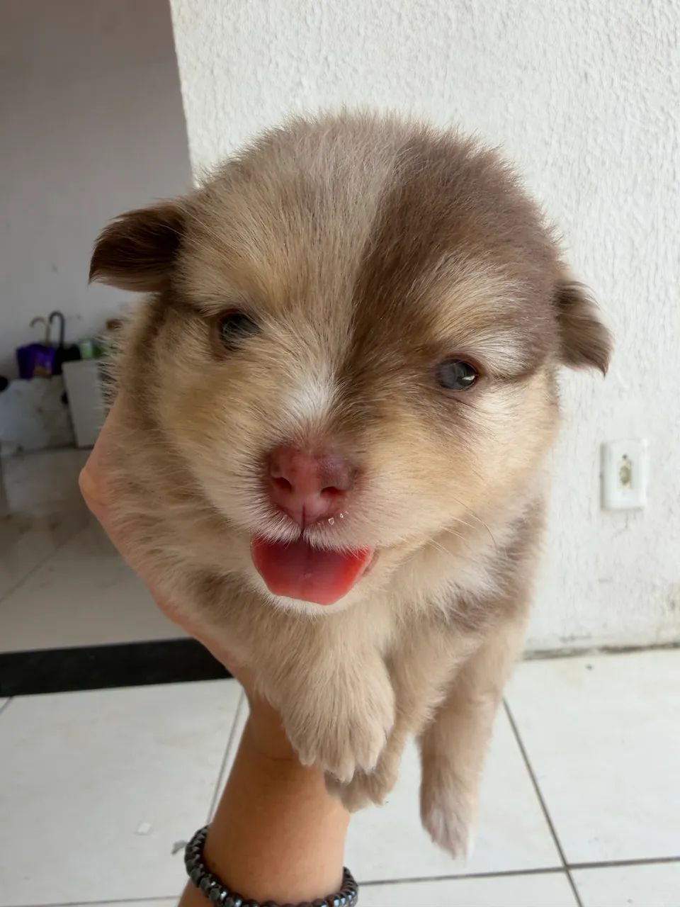 Spitz  - Foto 3