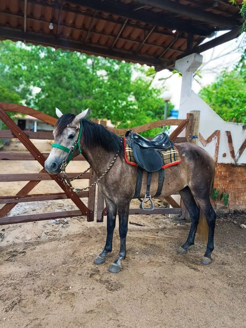 Potro manso de sela  Picado legítimo e de origem - Foto 4