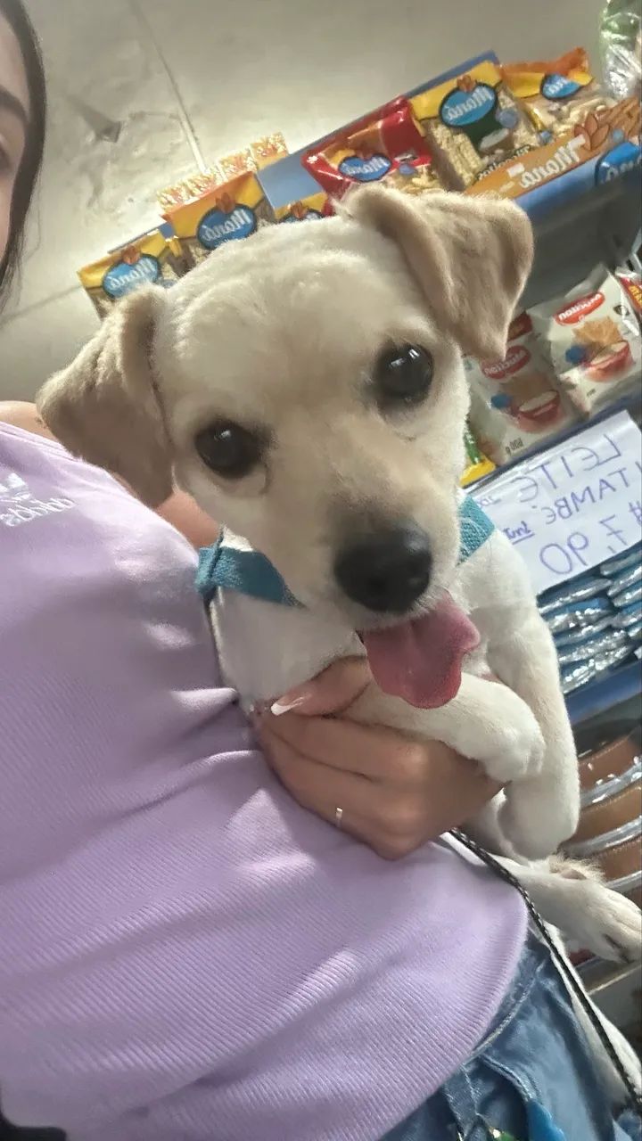 Doação de cachorro  - Foto 4