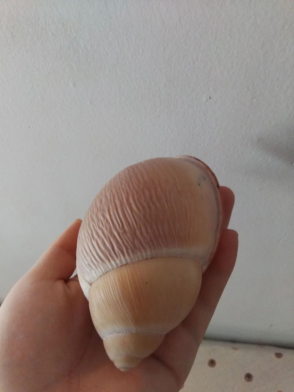 Concha ? - Foto 2