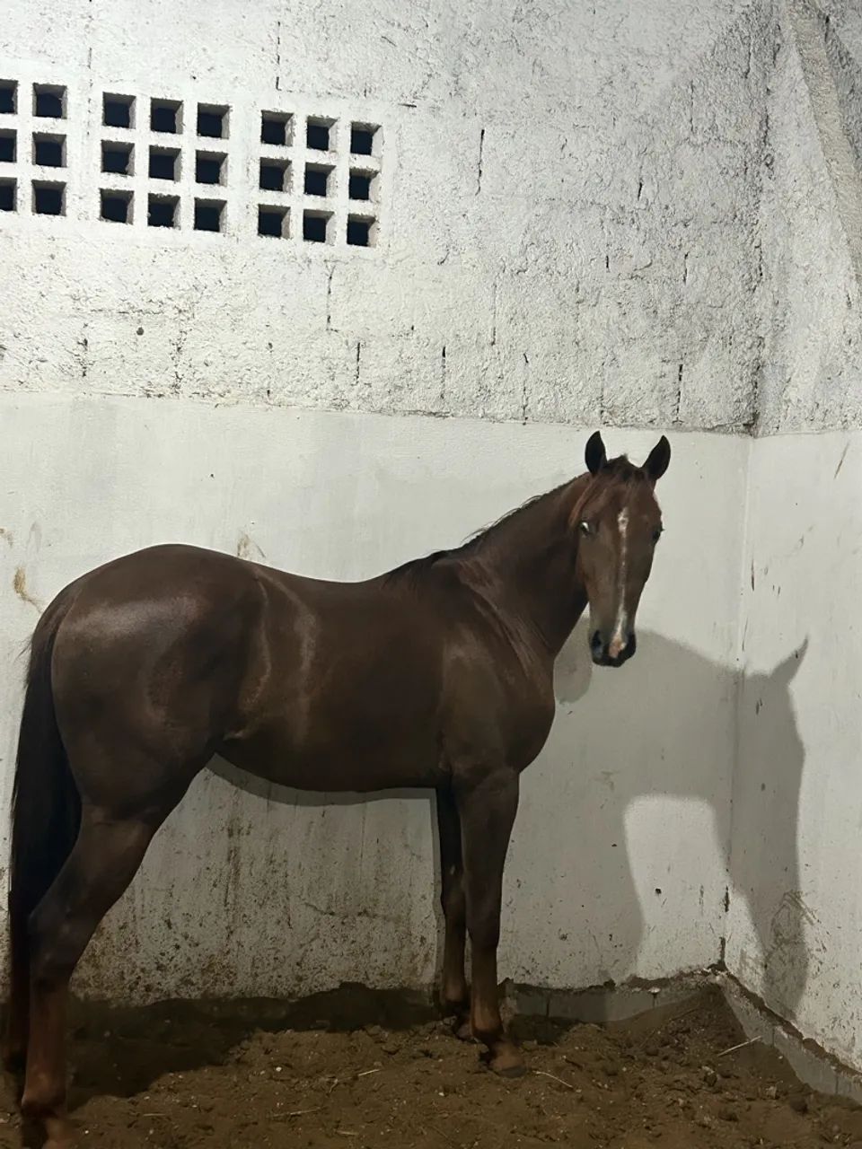 Égua Quarto de milha 