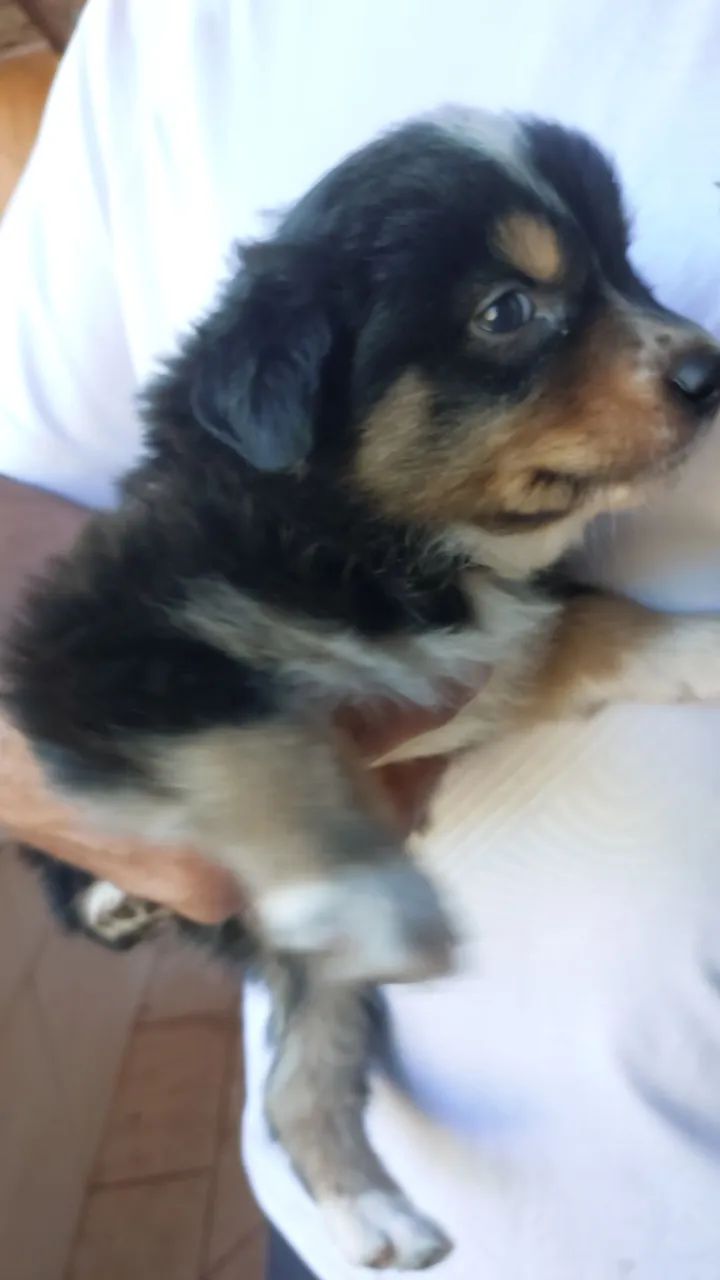 Filhotes de border collie.  - Foto 4