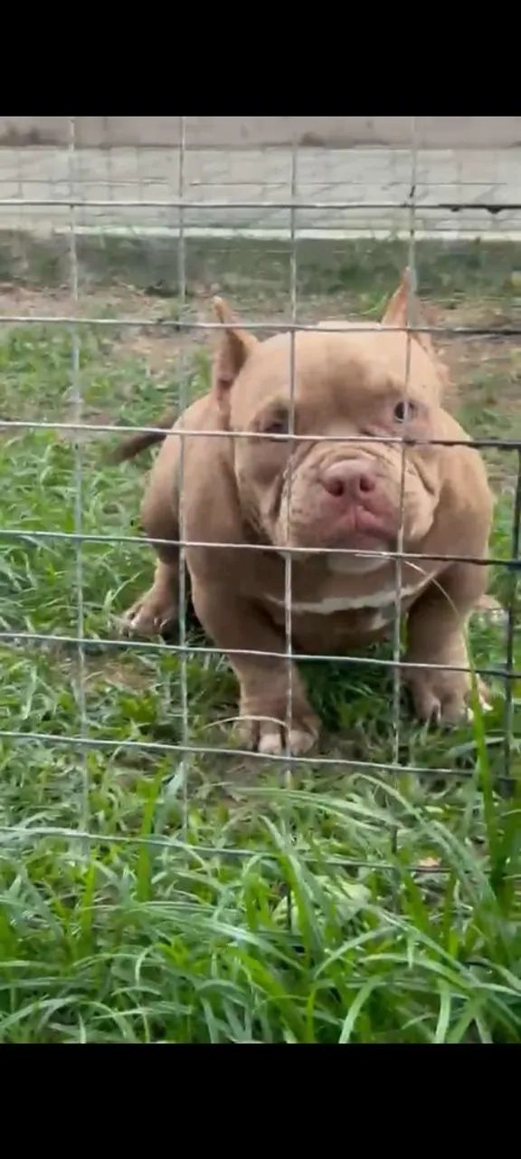 American Bully micro  - Foto 4