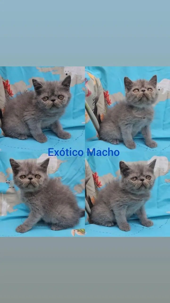 Persas, Exóticos e Himalaios Filhotes - Gatil BSB Cat  - Foto 2