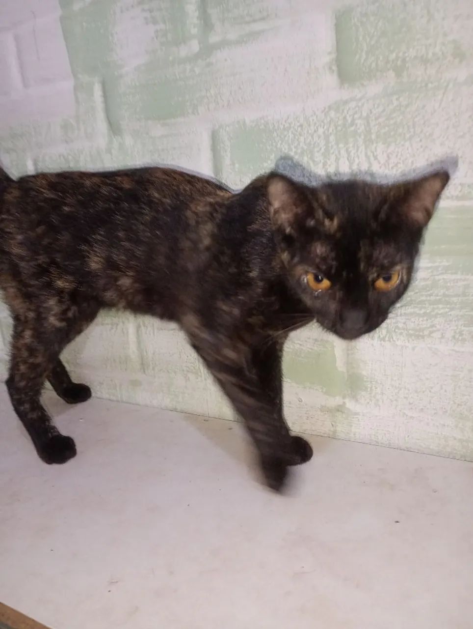 Gatinhas para adoção  - Foto 2