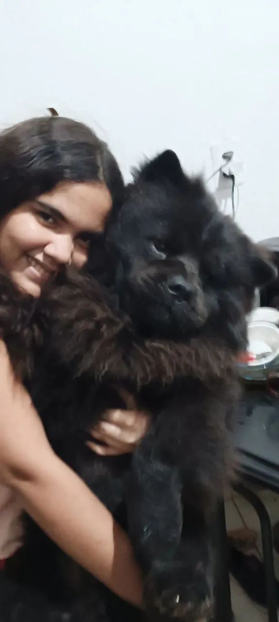 Filhote Chow Chow  - Foto 5