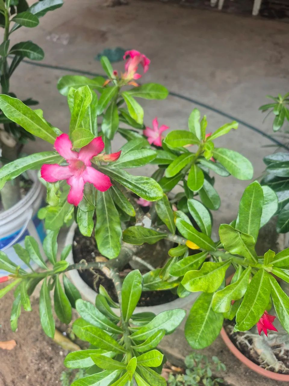 Flor do Deserto