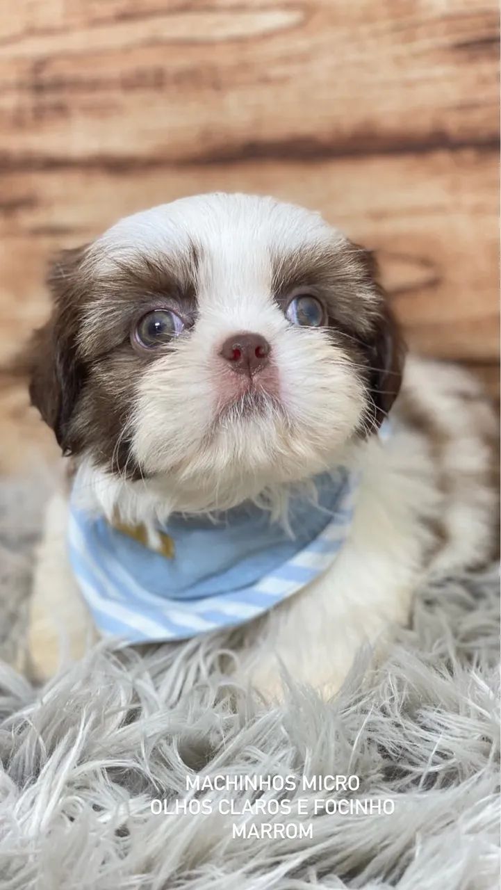 Shihtzu minis com pedigree  - Foto 3