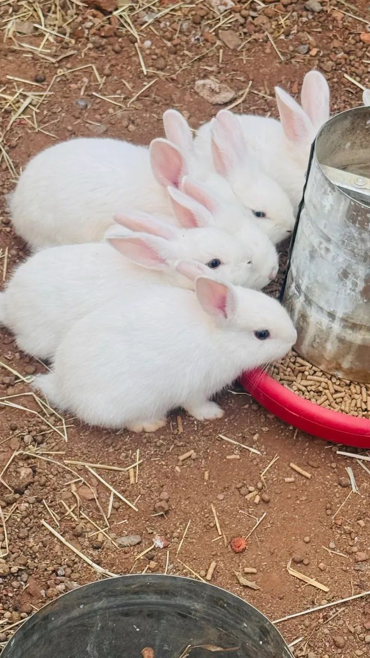 Coelhos - Foto 2