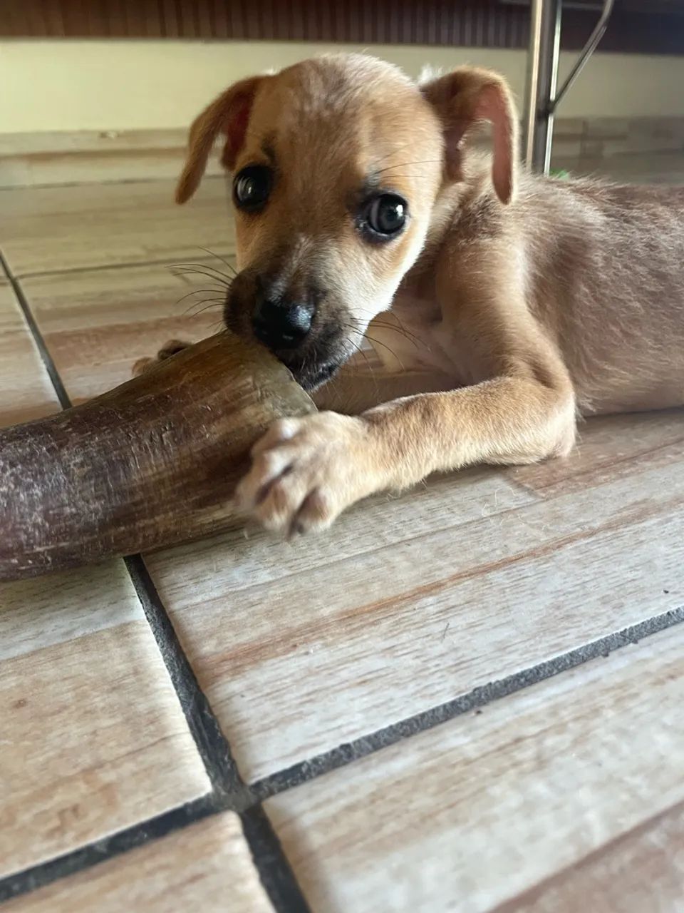 Cachorrinha 
