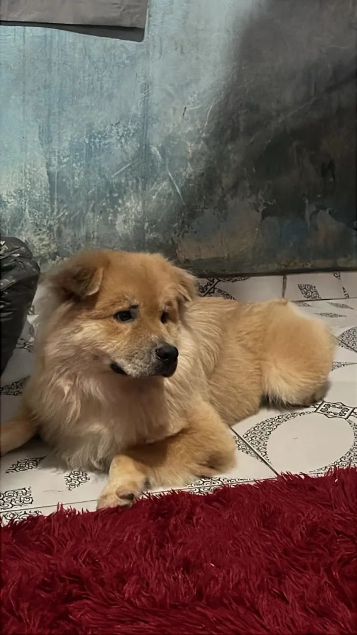 Fêmea  - Foto 3