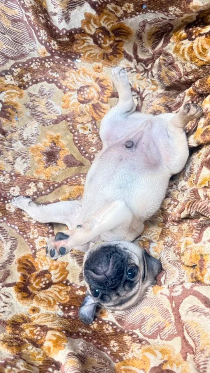 FILHOTES DE PUG  - Foto 4