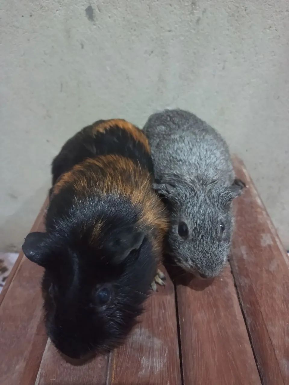 Porquinhos da índia 