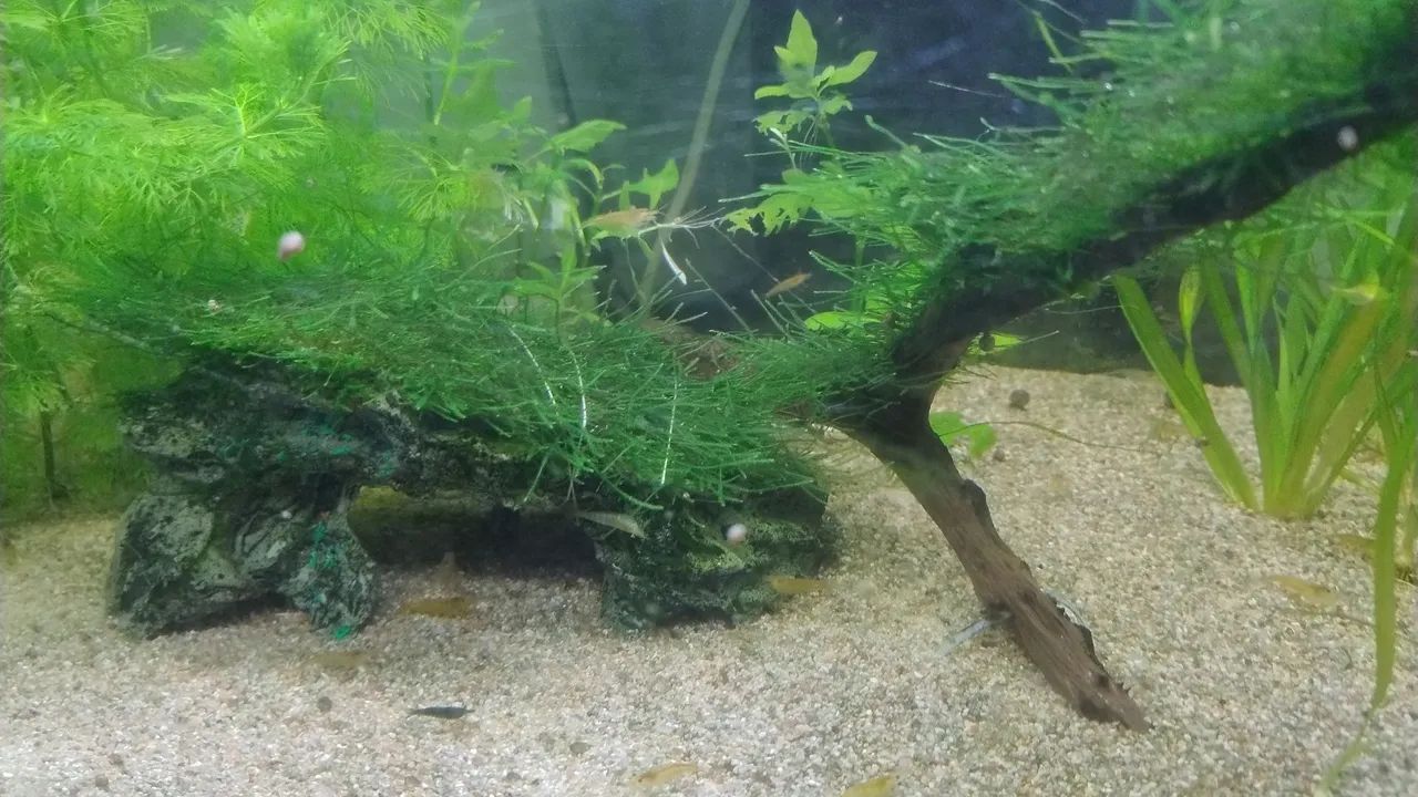 Aquários de camarões neocaridonas!!!