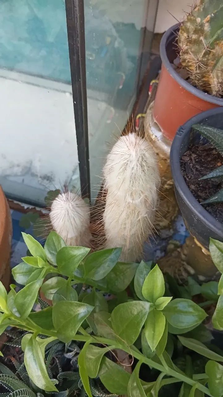 Cacto Cabeça de Velho  - Foto 3