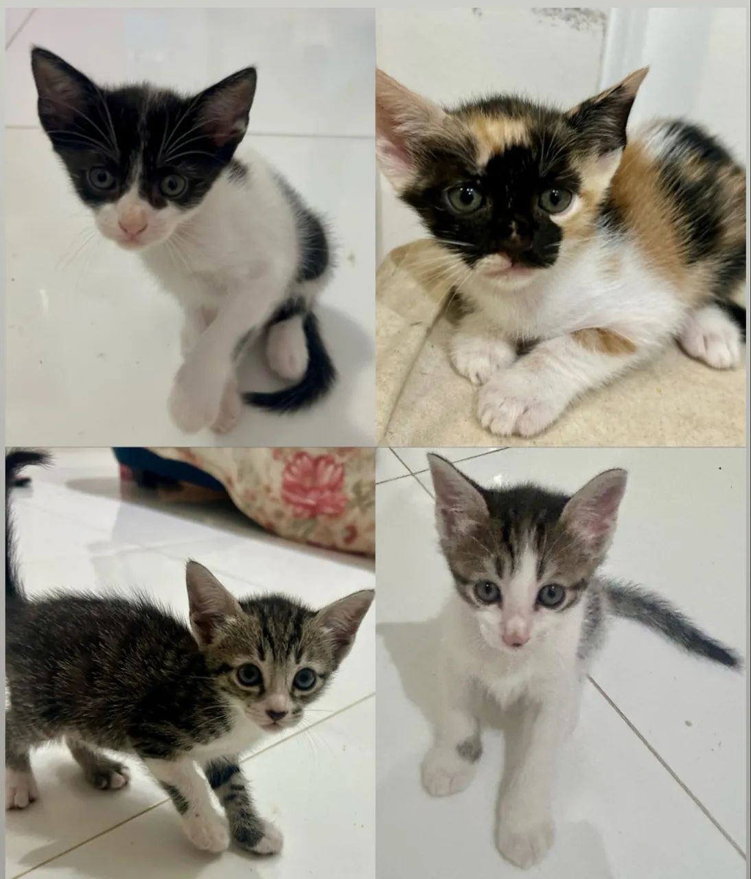 Gato filhote adoção 