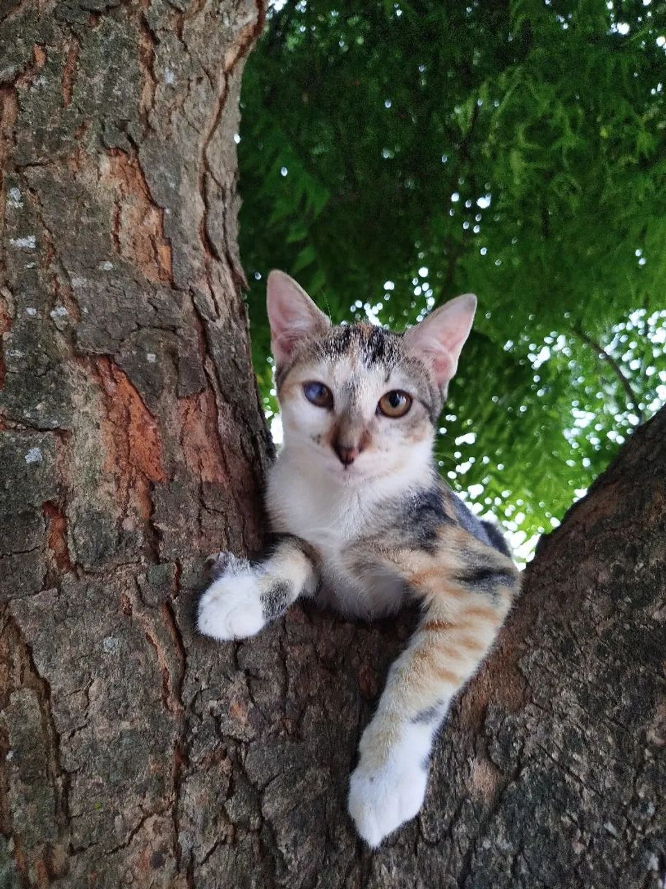 Gata fêmea tricolor para adoção responsável 