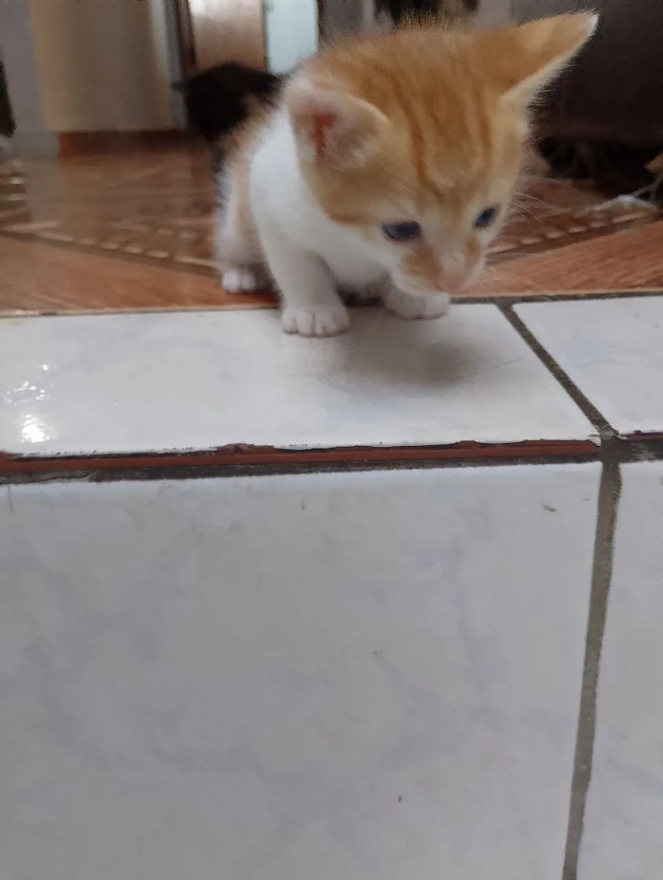 Doa- se gatinhos  - Foto 5