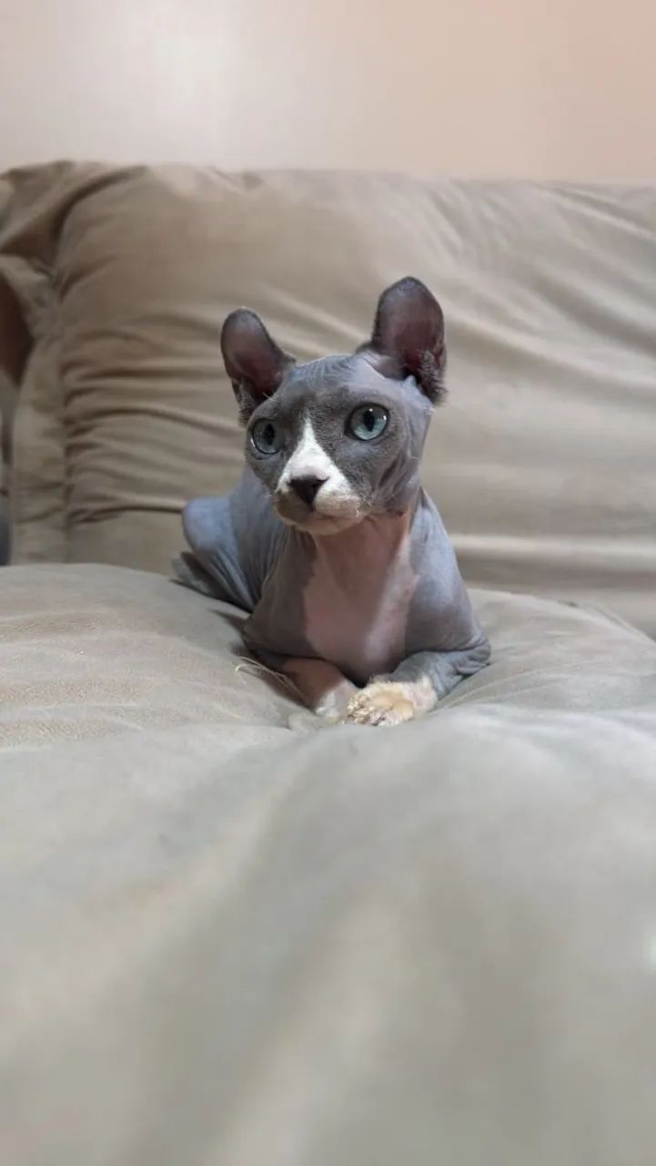 Sphynx elf  - Foto 2