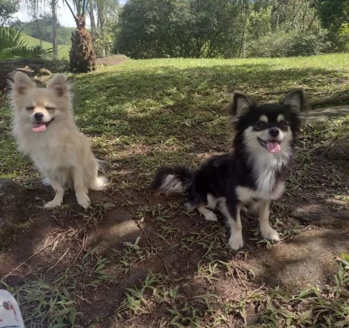 Chihuahuas Para Cruzar  - Foto 2