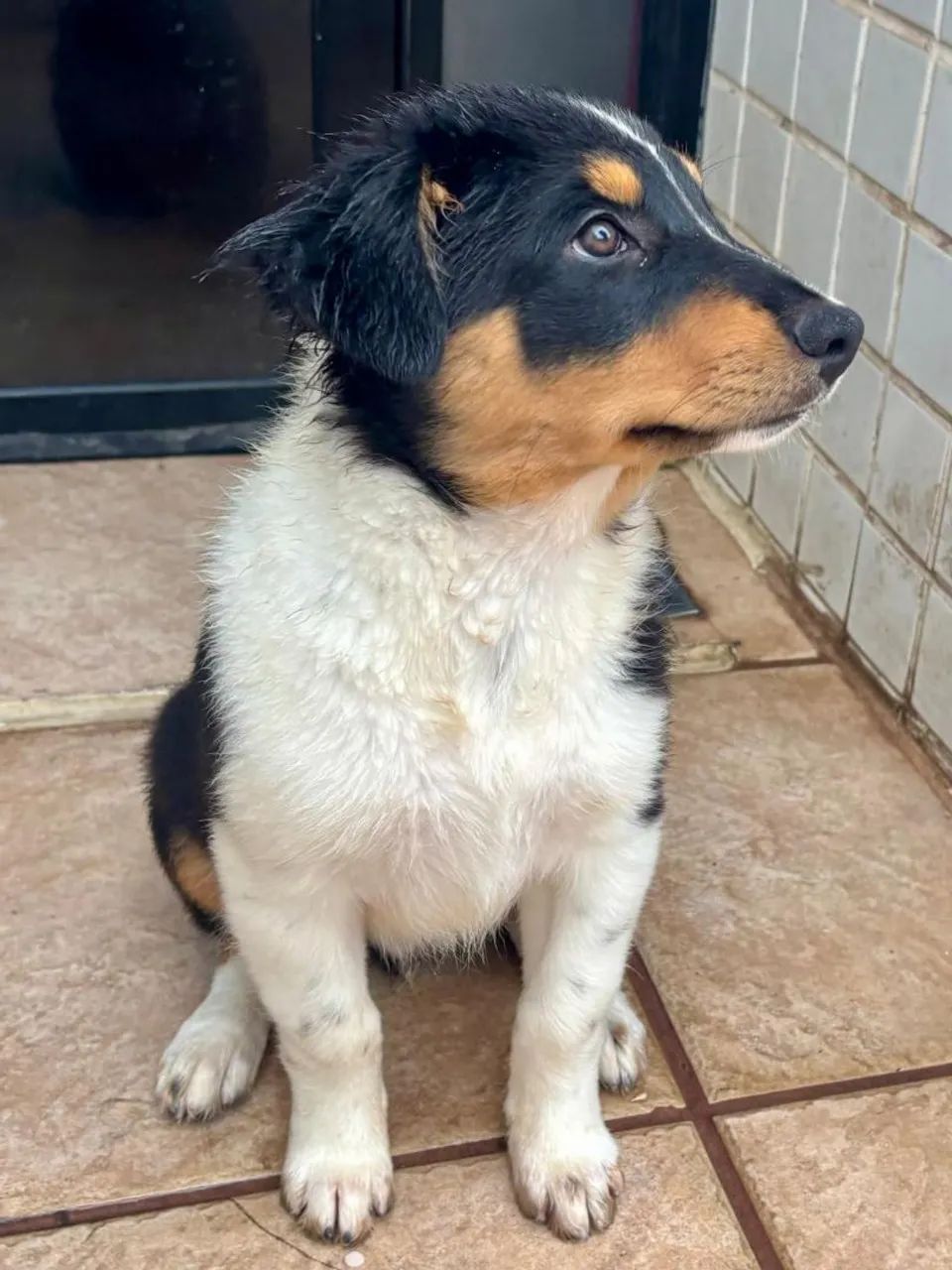 Filhotes de Border Collie - Foto 3