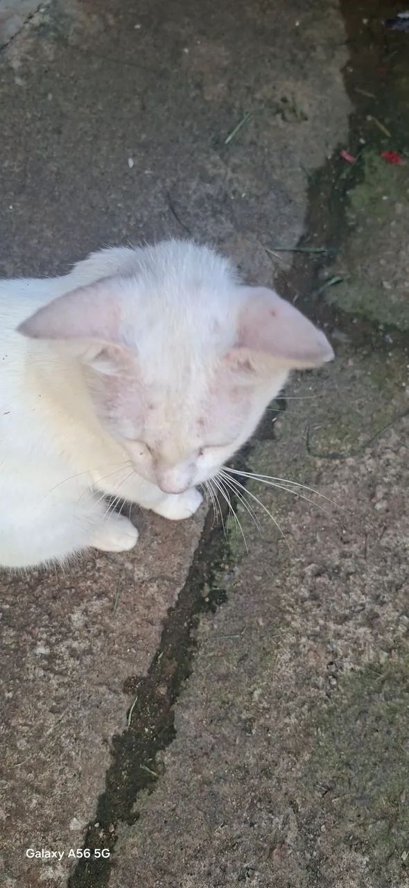 GATINHA  - Foto 3