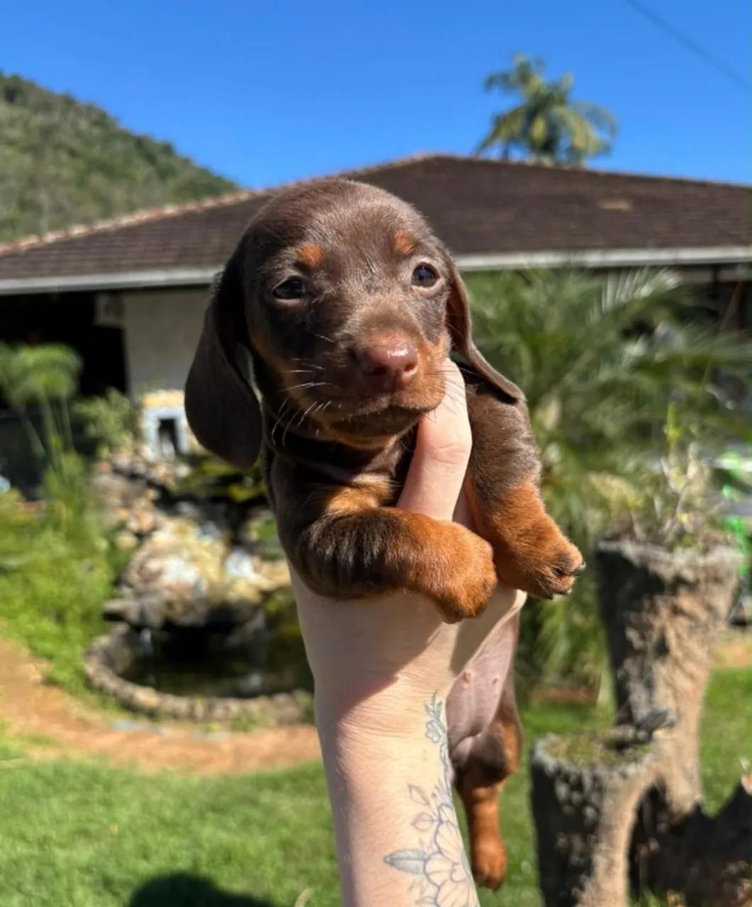 Dachshund