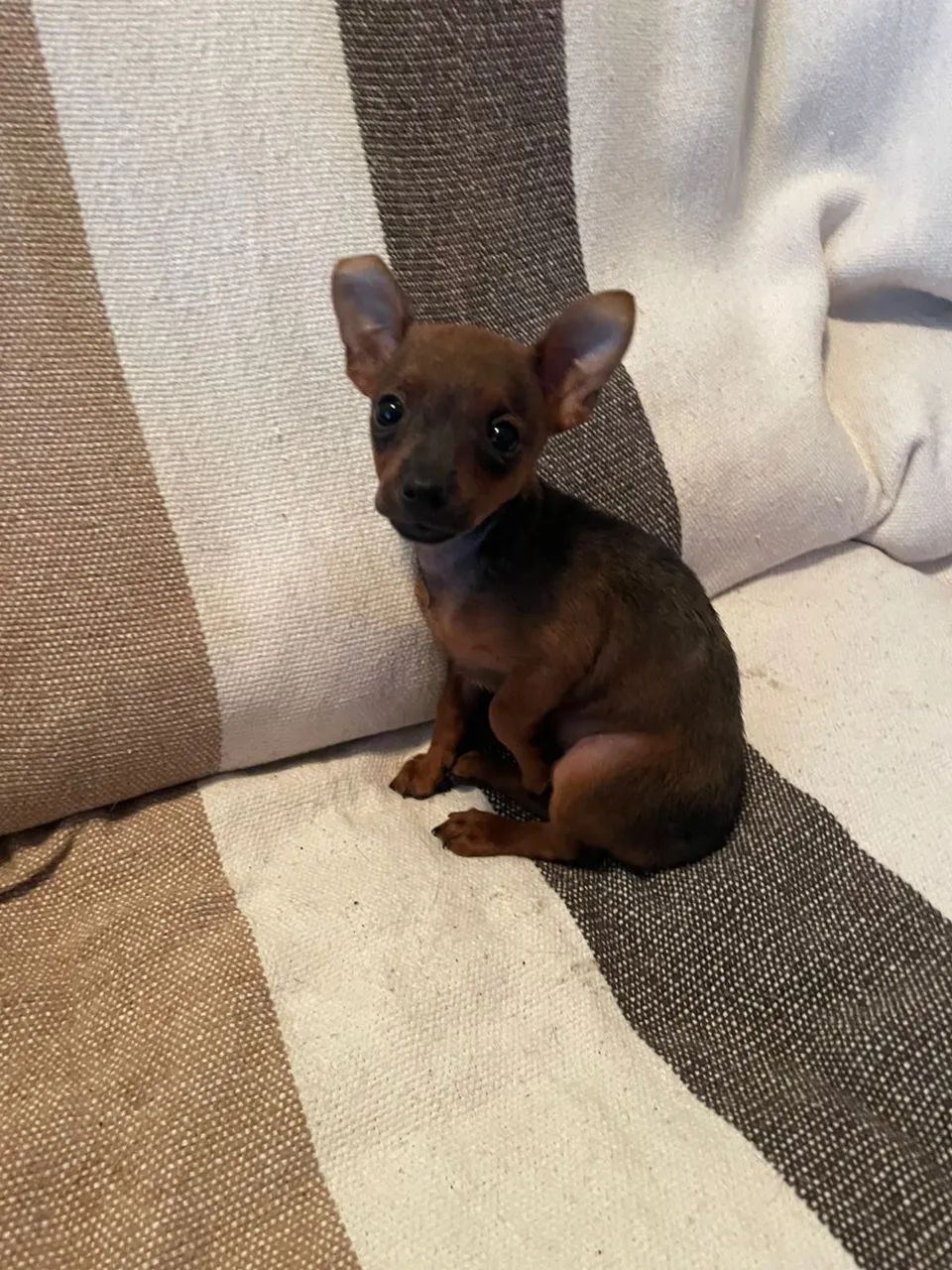 Pinscher 0 