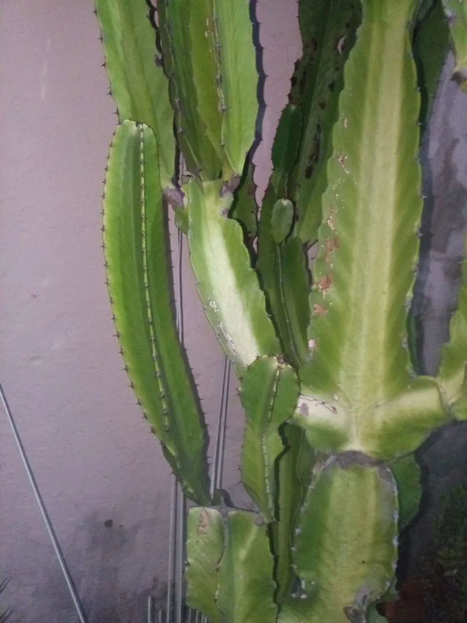 Cacto/suculenta  - Foto 4