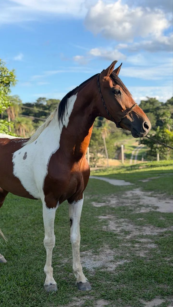 Cavalo Garanhão Pampa Homozigoto  - Foto 2