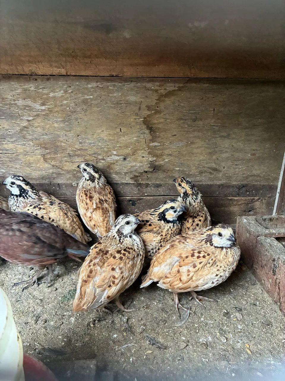 Codornas 