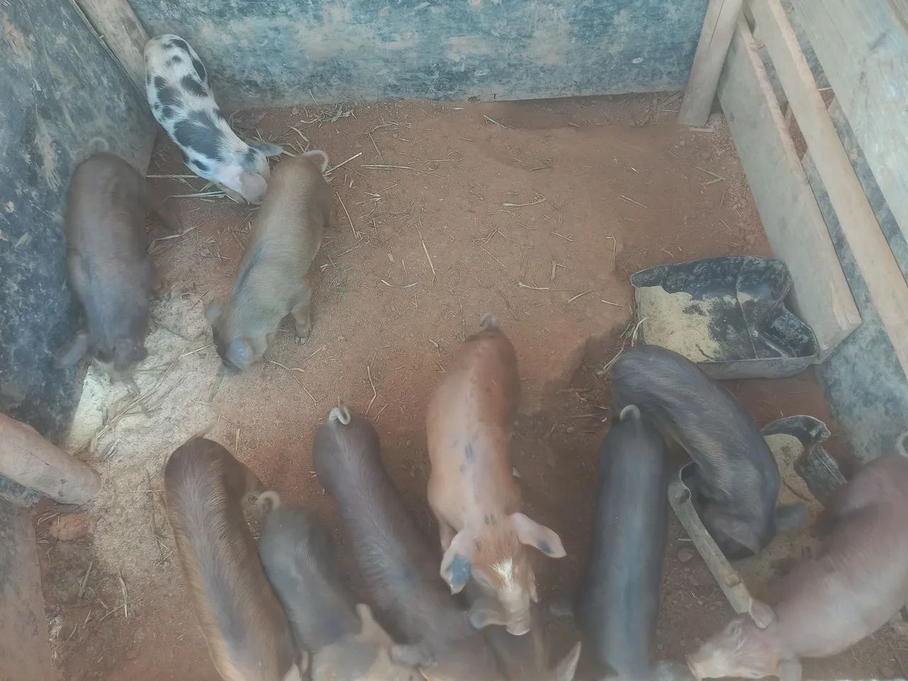 Leitoes a venda - Foto 2
